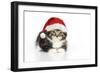 Kitten with Christmas Hat-null-Framed Photographic Print