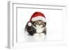 Kitten with Christmas Hat-null-Framed Photographic Print