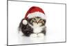 Kitten with Christmas Hat-null-Mounted Photographic Print