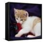 Kitten with Red Feather  2020  (photograph)-Ant Smith-Framed Stretched Canvas