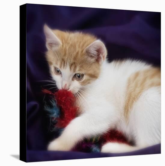 Kitten with Red Feather  2020  (photograph)-Ant Smith-Stretched Canvas