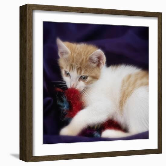 Kitten with Red Feather  2020  (photograph)-Ant Smith-Framed Photographic Print