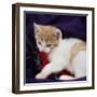 Kitten with Red Feather  2020  (photograph)-Ant Smith-Framed Photographic Print