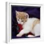 Kitten with Red Feather  2020  (photograph)-Ant Smith-Framed Photographic Print