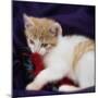 Kitten with Red Feather  2020  (photograph)-Ant Smith-Mounted Photographic Print