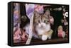Kitten with Sewing Machine-null-Framed Stretched Canvas