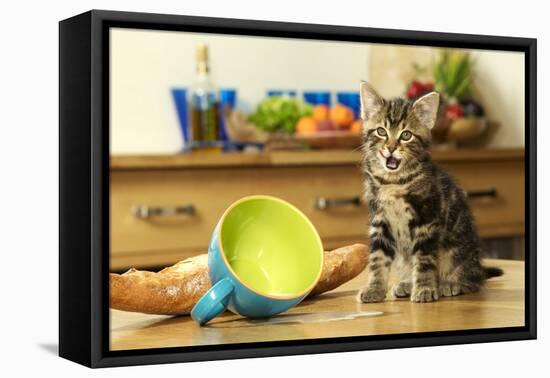 Kitten with Spilt Milk-null-Framed Stretched Canvas