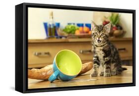 Kitten with Spilt Milk-null-Framed Stretched Canvas