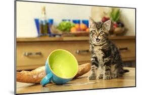 Kitten with Spilt Milk-null-Mounted Photographic Print