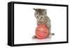 Kittens 009-Andrea Mascitti-Framed Stretched Canvas