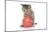 Kittens 009-Andrea Mascitti-Mounted Photographic Print