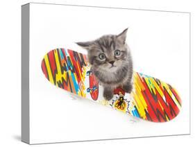 Kittens 011-Andrea Mascitti-Stretched Canvas