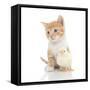 Kittens 024-Andrea Mascitti-Framed Stretched Canvas