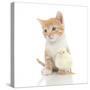 Kittens 024-Andrea Mascitti-Stretched Canvas