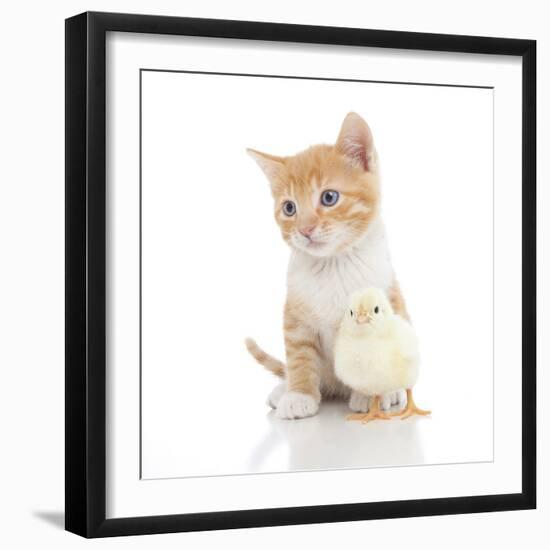 Kittens 024-Andrea Mascitti-Framed Photographic Print