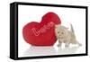 Kittens 028-Andrea Mascitti-Framed Stretched Canvas