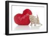 Kittens 028-Andrea Mascitti-Framed Photographic Print