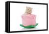 Kittens 029-Andrea Mascitti-Framed Stretched Canvas