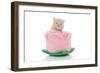 Kittens 029-Andrea Mascitti-Framed Photographic Print