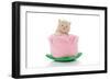 Kittens 029-Andrea Mascitti-Framed Photographic Print