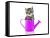 Kittens 033-Andrea Mascitti-Framed Stretched Canvas