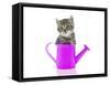 Kittens 033-Andrea Mascitti-Framed Stretched Canvas
