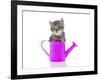 Kittens 033-Andrea Mascitti-Framed Photographic Print