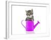 Kittens 033-Andrea Mascitti-Framed Photographic Print