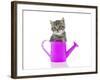 Kittens 033-Andrea Mascitti-Framed Photographic Print