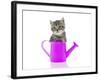 Kittens 033-Andrea Mascitti-Framed Photographic Print