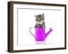 Kittens 033-Andrea Mascitti-Framed Photographic Print