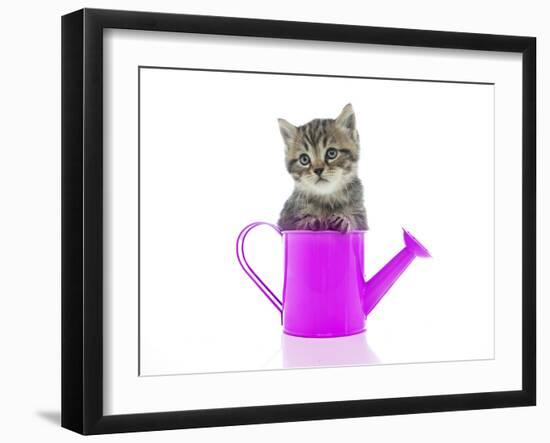 Kittens 033-Andrea Mascitti-Framed Photographic Print