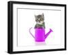 Kittens 033-Andrea Mascitti-Framed Photographic Print