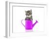 Kittens 033-Andrea Mascitti-Framed Photographic Print