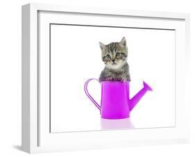 Kittens 033-Andrea Mascitti-Framed Photographic Print