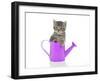 Kittens 035-Andrea Mascitti-Framed Photographic Print