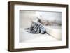 Kittens are Funny-stokkete-Framed Photographic Print