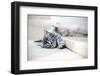 Kittens are Funny-stokkete-Framed Photographic Print