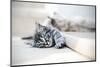 Kittens are Funny-stokkete-Mounted Photographic Print