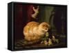 Kittens at Play (oil on panel)-Henriette Ronner-Knip-Framed Stretched Canvas