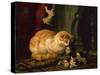 Kittens at Play (oil on panel)-Henriette Ronner-Knip-Stretched Canvas