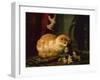 Kittens at Play (oil on panel)-Henriette Ronner-Knip-Framed Giclee Print