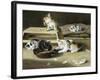 Kittens at Play-Siegwald Dahl-Framed Giclee Print