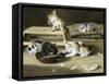 Kittens at Play-Siegwald Dahl-Framed Stretched Canvas