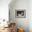 Kittens at Play-Charles Van Den Eycken-Framed Giclee Print displayed on a wall