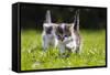 Kittens Exploring Garden Lawn, Germany-Konrad Wothe-Framed Stretched Canvas