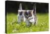 Kittens Exploring Garden Lawn, Germany-Konrad Wothe-Stretched Canvas