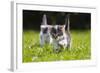 Kittens Exploring Garden Lawn, Germany-Konrad Wothe-Framed Photographic Print