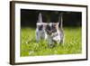 Kittens Exploring Garden Lawn, Germany-Konrad Wothe-Framed Photographic Print