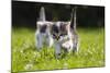 Kittens Exploring Garden Lawn, Germany-Konrad Wothe-Mounted Photographic Print